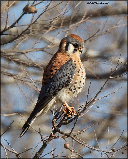 _2SB1012 american kestrel.jpg